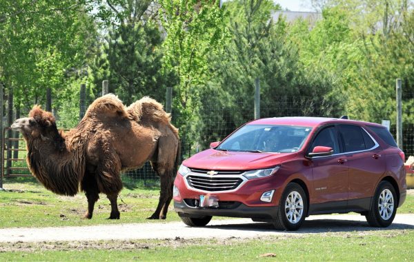 245181818 2300596633408924 4263831545529733107 n 1 600x380